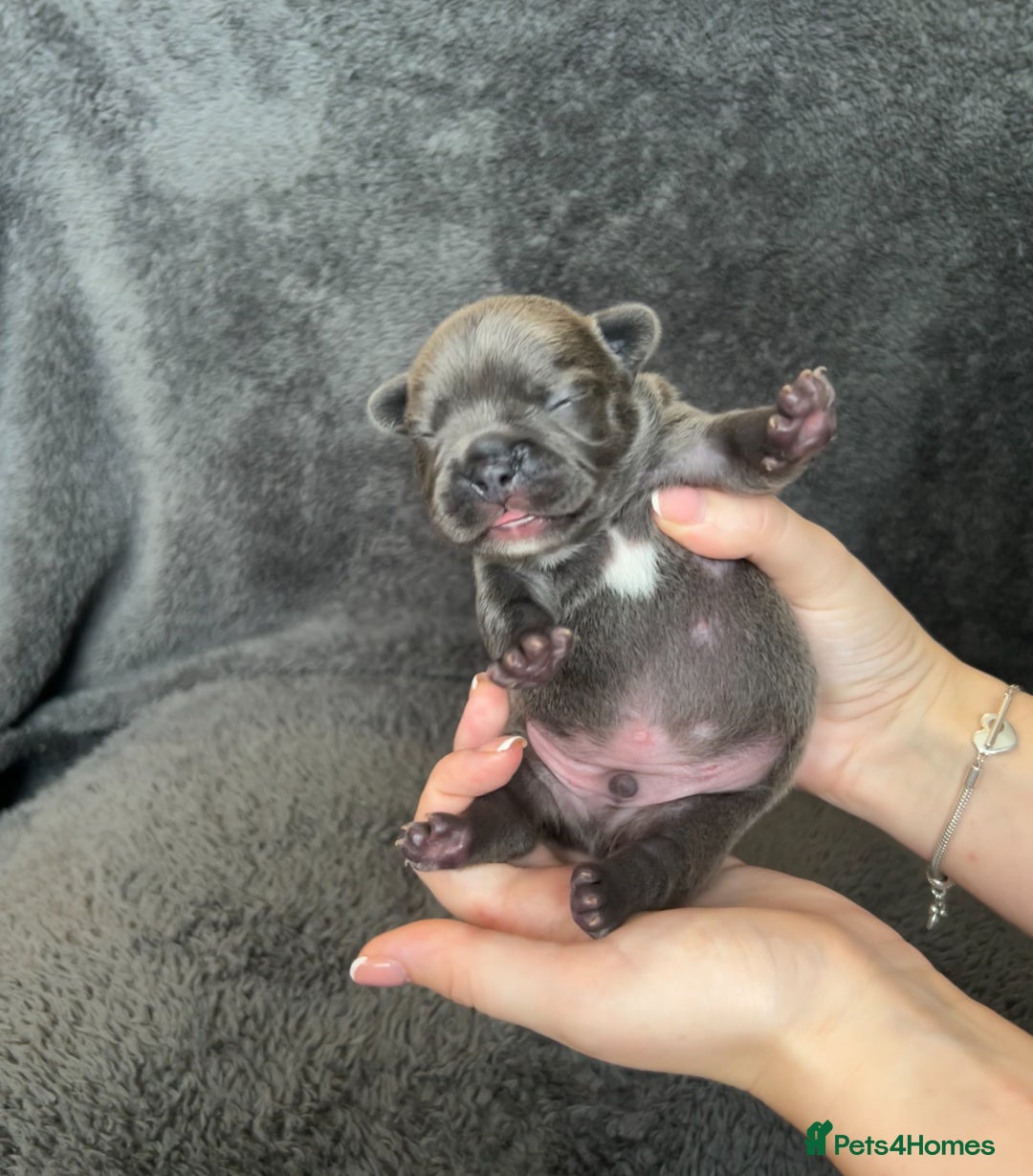 French Bulldog dogs for sale: Kc registered french bulldog puppies available 🐶 - Image 3