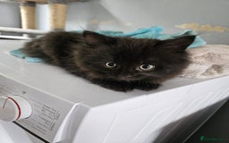 British Shorthair cats for sale: 4 beautiful kittens for sale  - Image 2