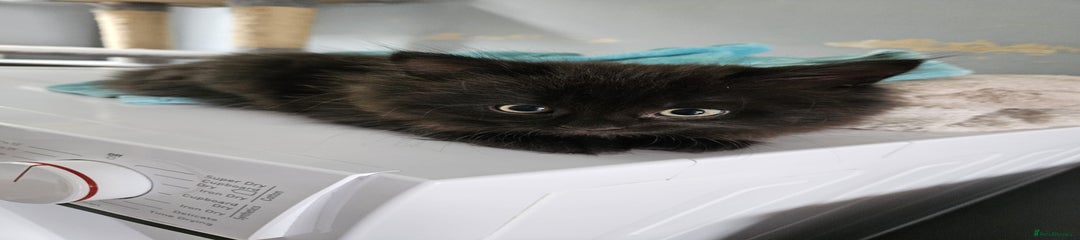 British long haired Kitten 4