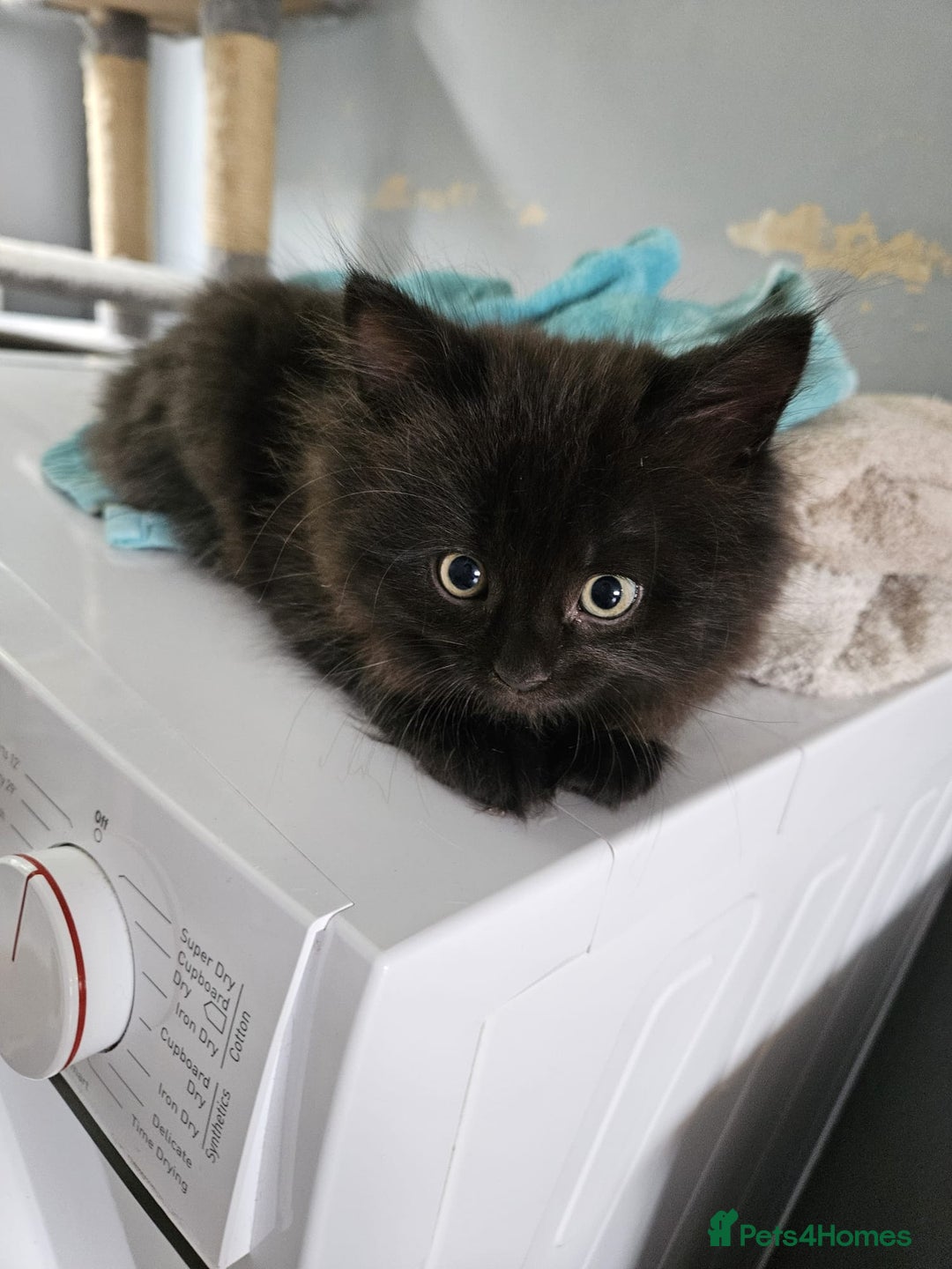 British Shorthair cats for sale: 4 beautiful kittens for sale  - Image 2