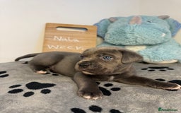 Cane Corso dogs for sale: Cane corso puppies for sale  - Image 15