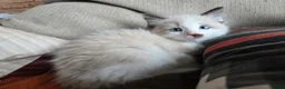 Ragdoll cats for sale: Pure Ragdoll Kittens  - Advert 25