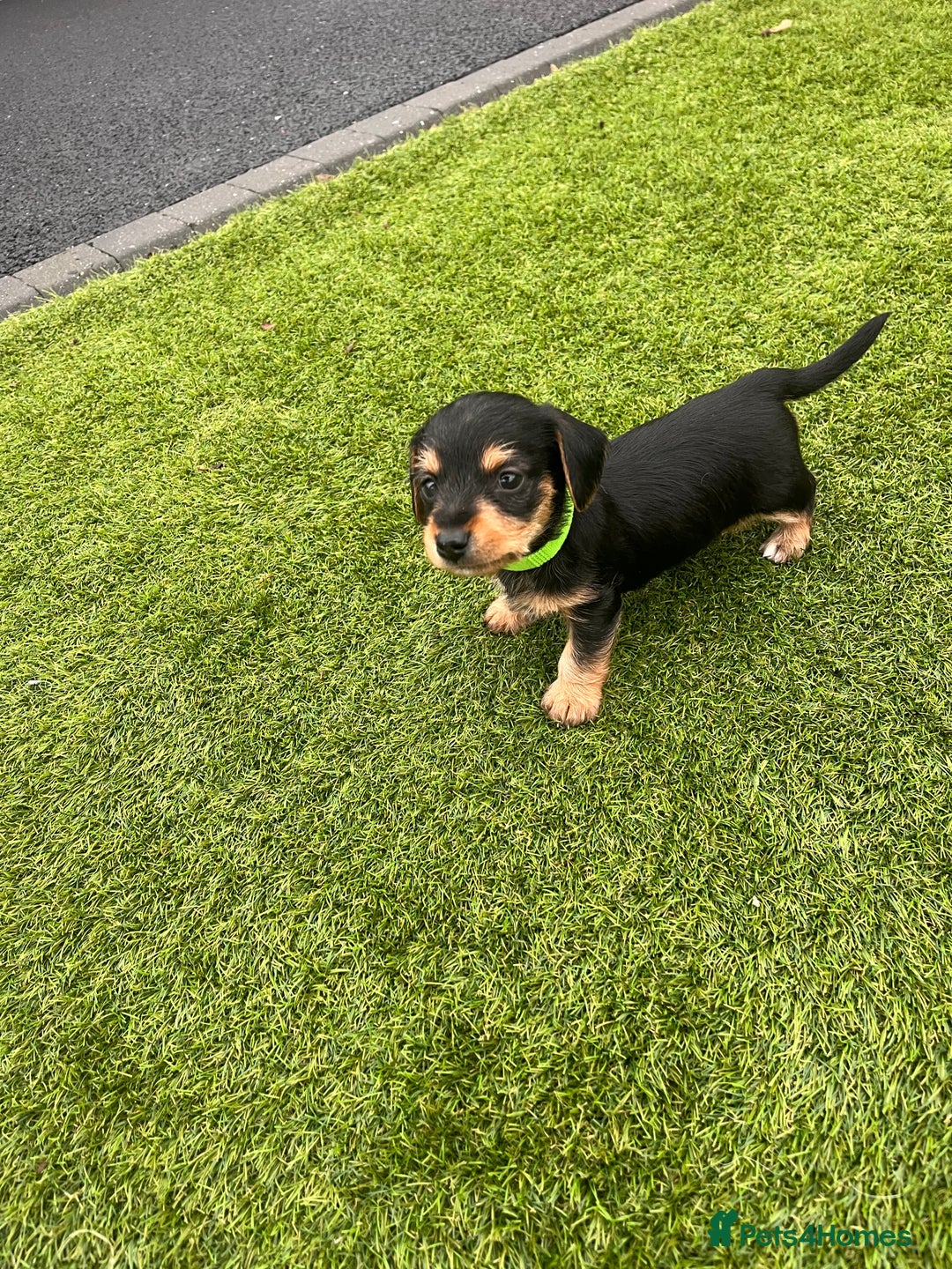 Mixed Breed dogs for sale: 5 beautiful jackshund puppies for sale - Advert 38