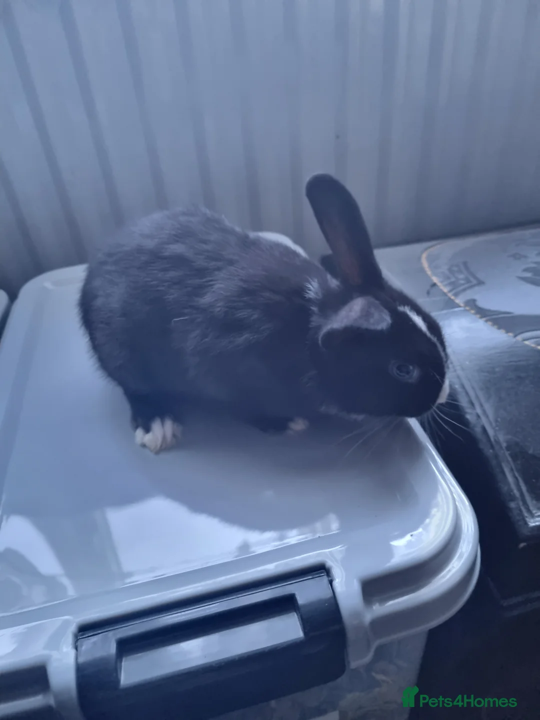 Mini Lop rabbits for sale: Mini lop - Advert 1