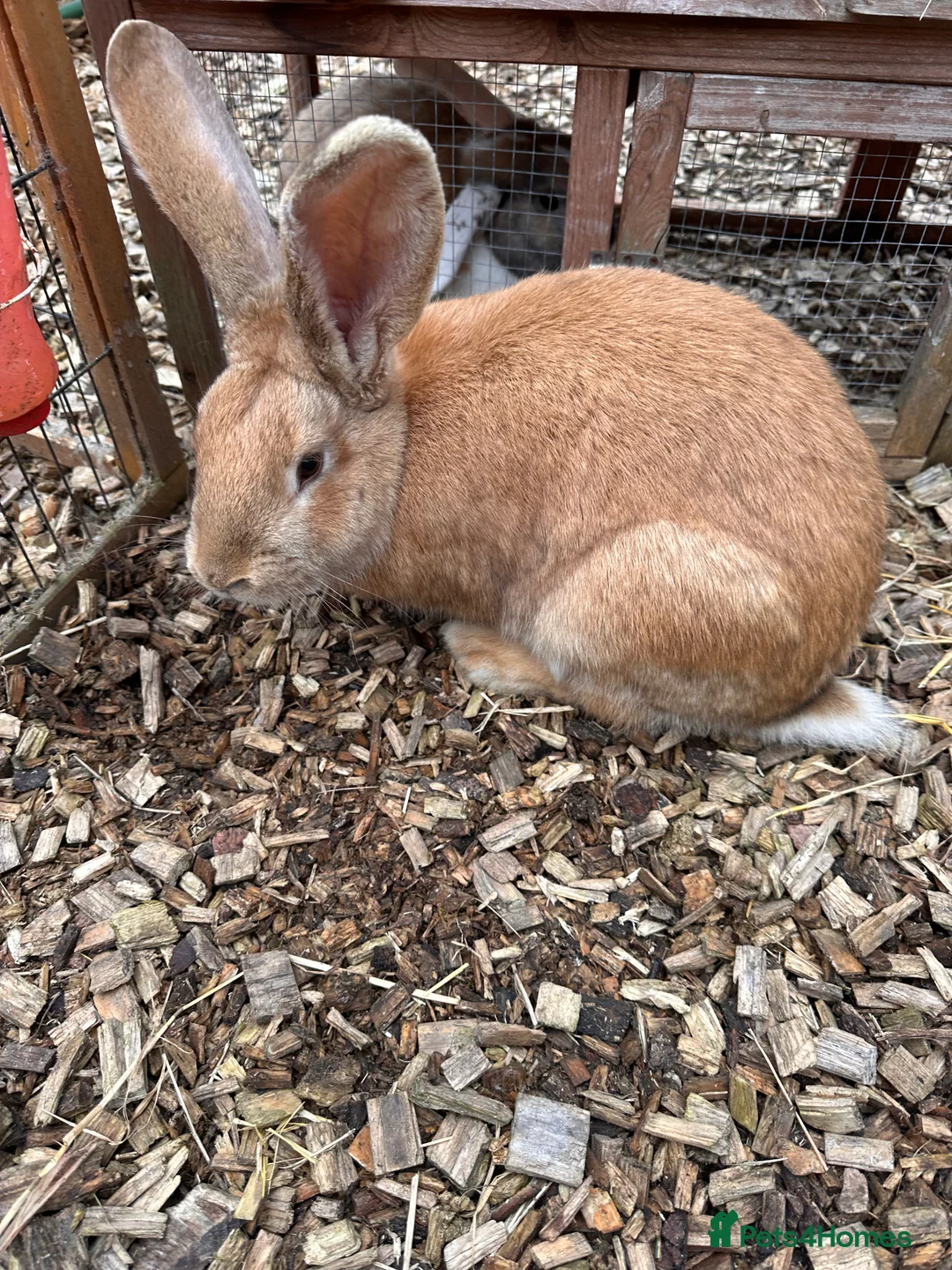 Continental Giant rabbits for sale: Doe Continental Giant 10 months old - Advert 2