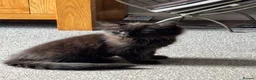 British Longhair cats for sale: Black female kitten - Advert 5