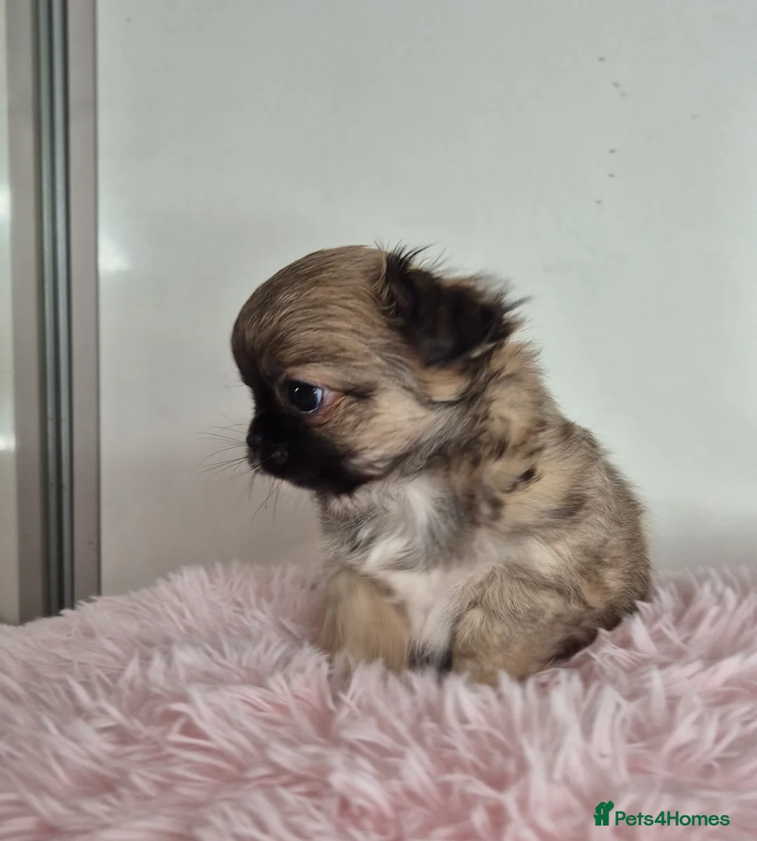 Chihuahua dogs for sale: KC registered tiny Chihuahua puppies  - Advert 9