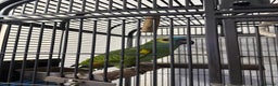 Parrots birds for sale: Blue fronted parrot for sale - Advert 3