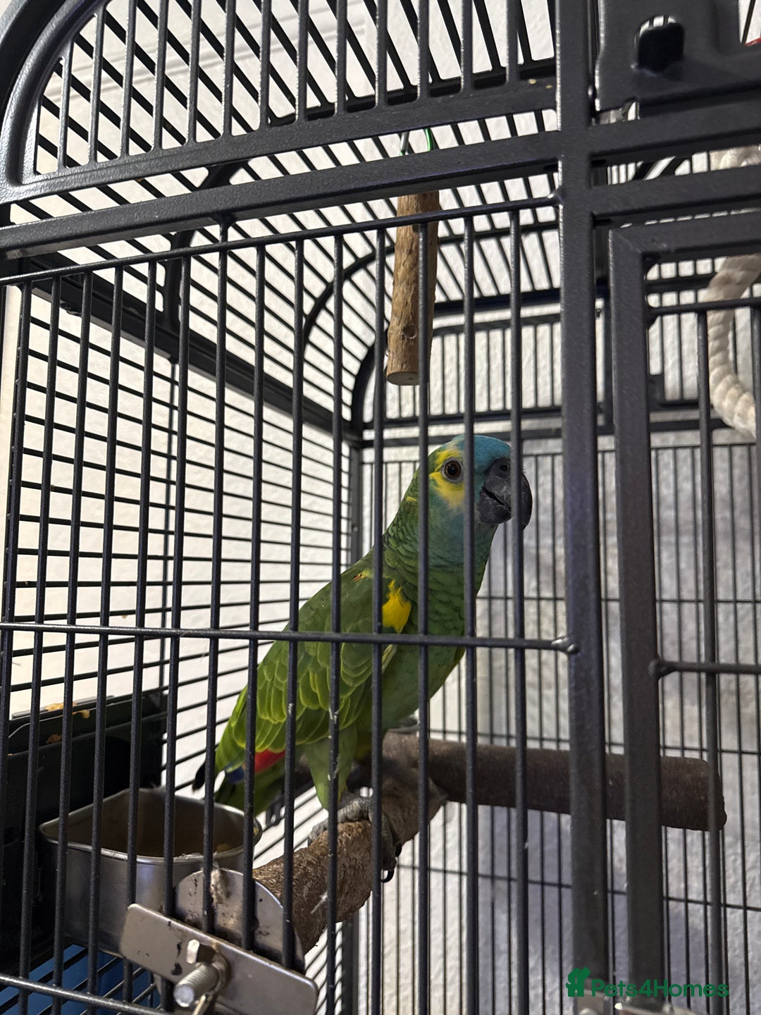 Parrots birds for sale: Blue fronted parrot for sale - Advert 3