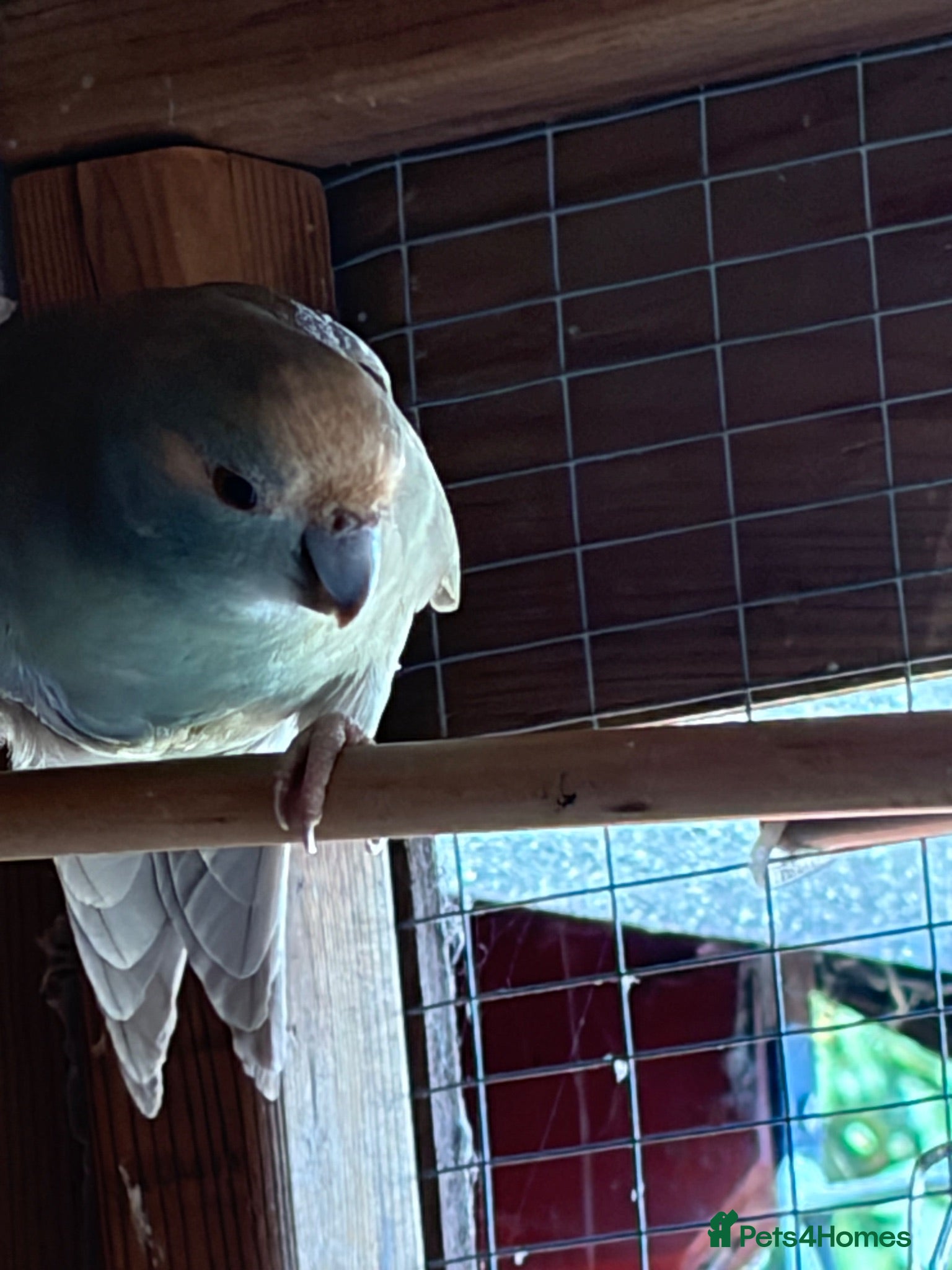 Parakeets birds 2 young kakariki ready to reserve - Advert 7