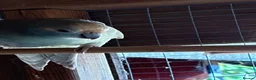 Parakeets birds for sale: 2 young kakariki ready to reserve - Advert 1