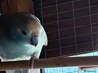 Parakeets birds 2 young kakariki ready now - Advert 1