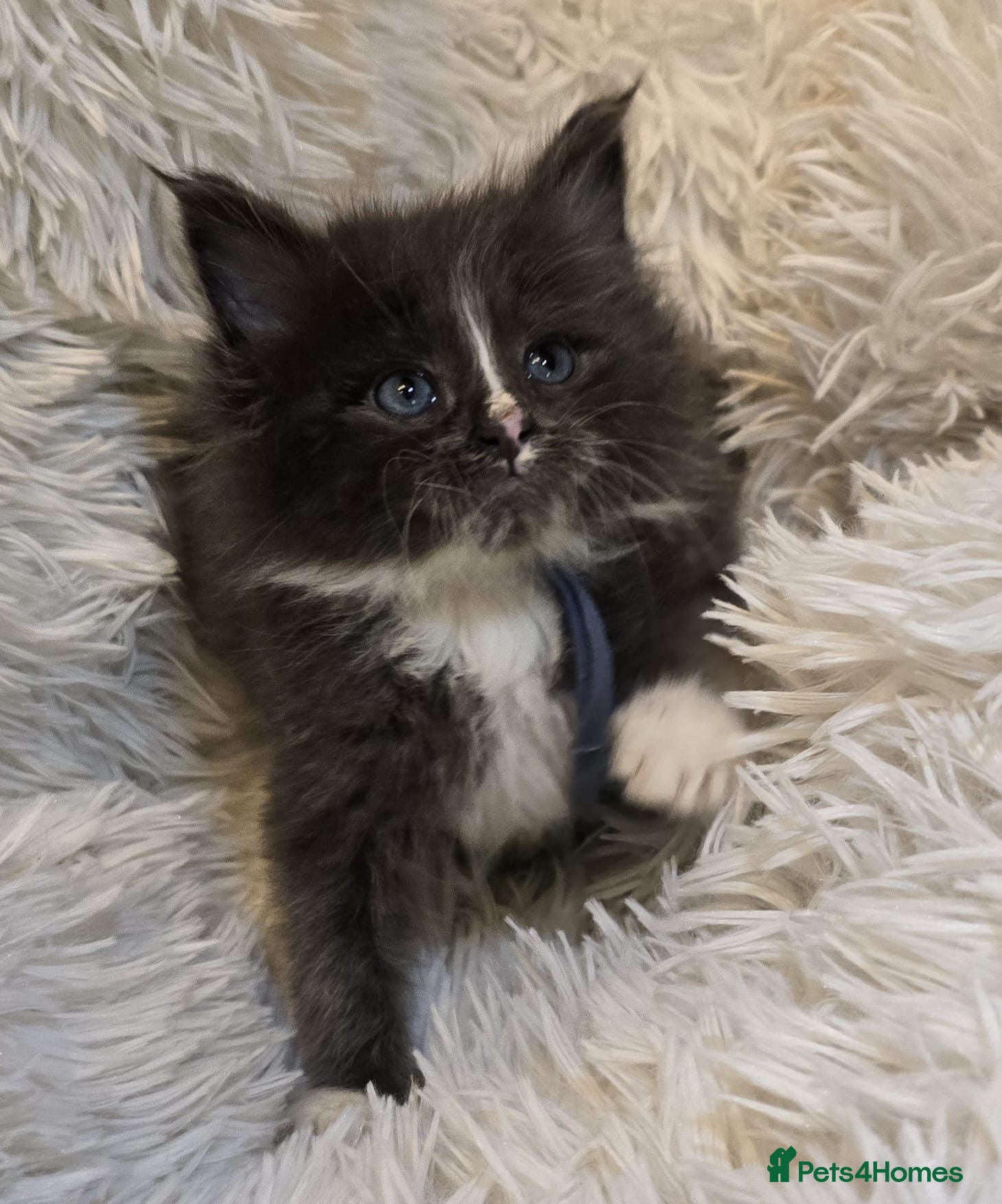 Maine Coon cats Stunning Mainecoon cubs ready now only 3 left  - Advert 18