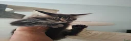 Maine Coon cats for sale: Outstanding xl mainecoons russian blood line - Advert 15