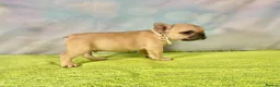 French Bulldog dogs for sale: Beautiful French Bulldog puppies! - Advert 8