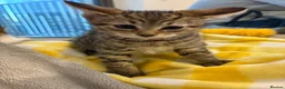 Bengal cats for sale: Bengal kittens  - Advert 7