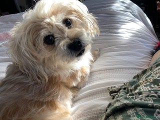Mixed Breed dogs for adoption: Pip needs a loving home  - Advert 6