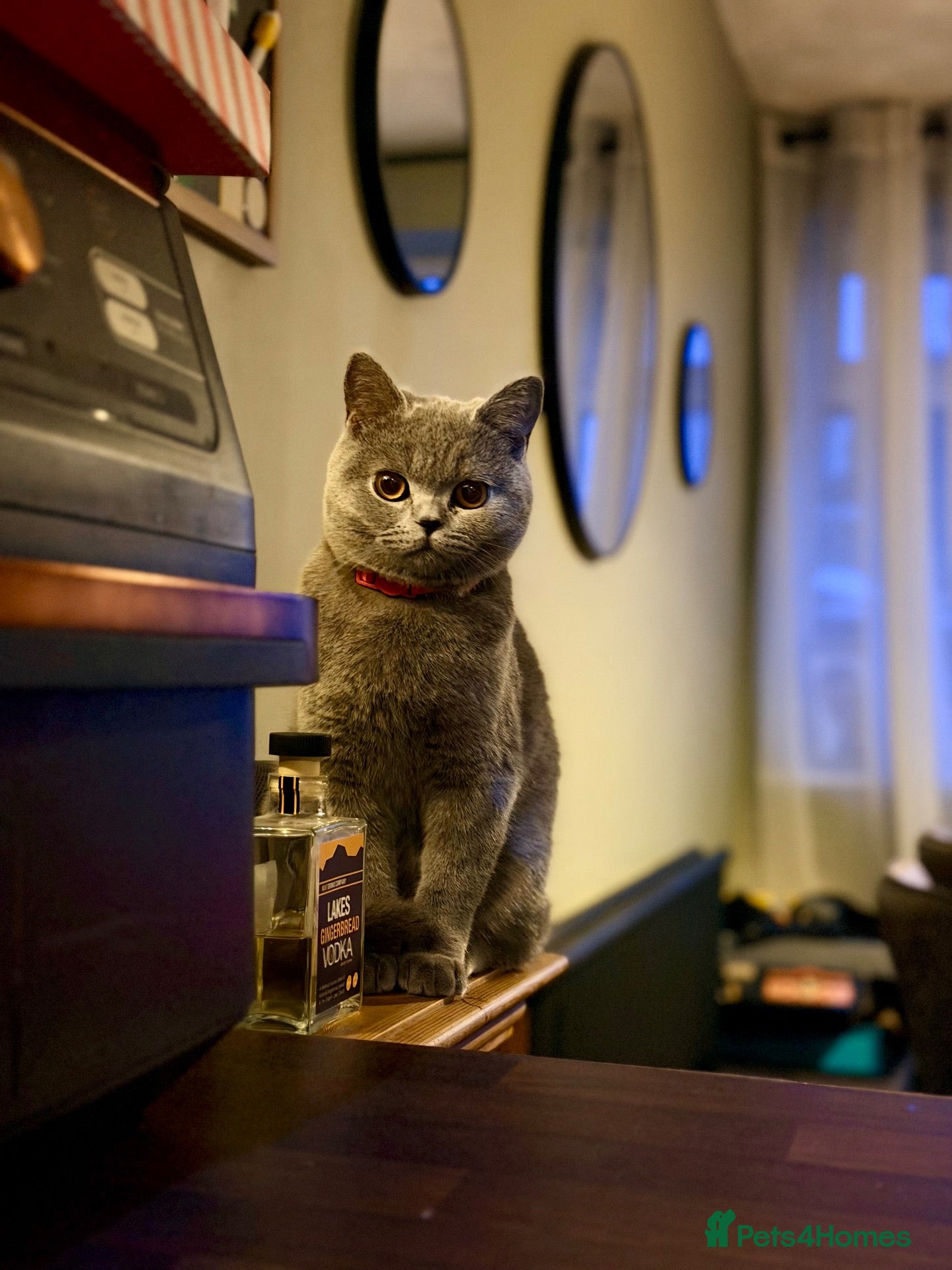 British Shorthair cats 1 year old British Blue Shorthair - Advert 13