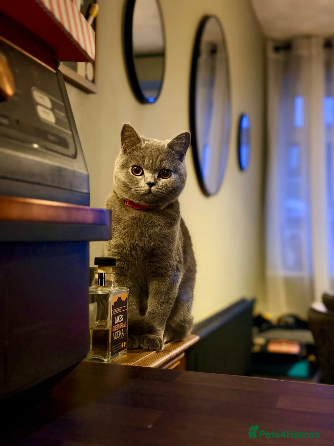 British Shorthair cats for sale: 1 year old British Blue Shorthair - Advert 1