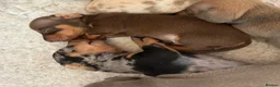 Dachshund dogs for sale: Standard Dachshund Puppies in Eye - Advert 29