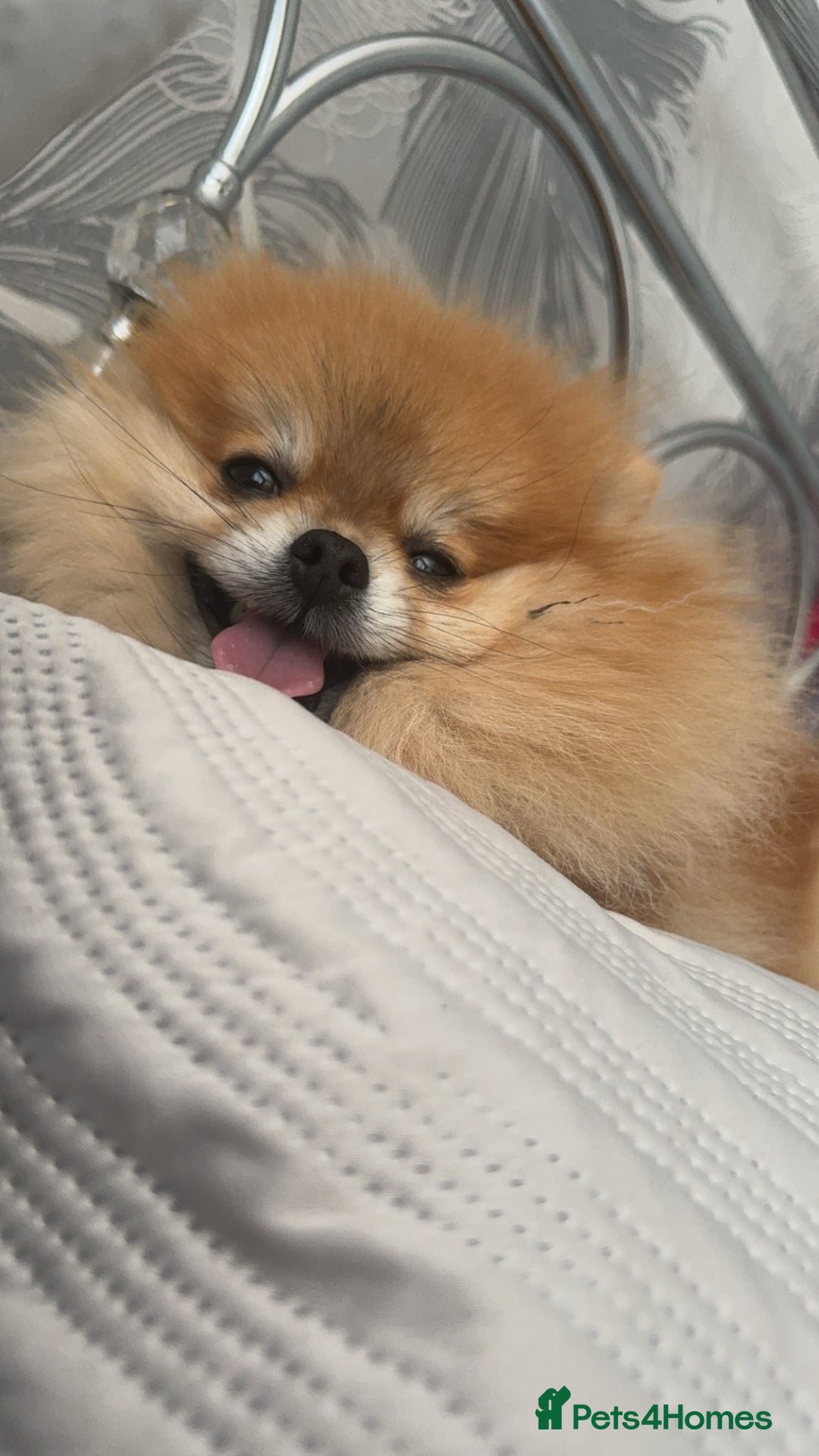 Pomeranian dogs for sale: Miniature Pomeranian Girl  - Advert 9