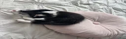 Mixed Breed cats for sale:  7-WEEK-OLD TUXEDO BOY KITTEN in London - Advert 13