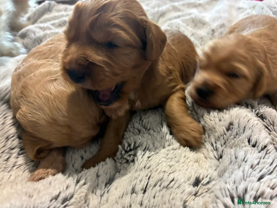 Cavapoo dogs for sale: Cavapoo puppies male in Durham - Advert 24