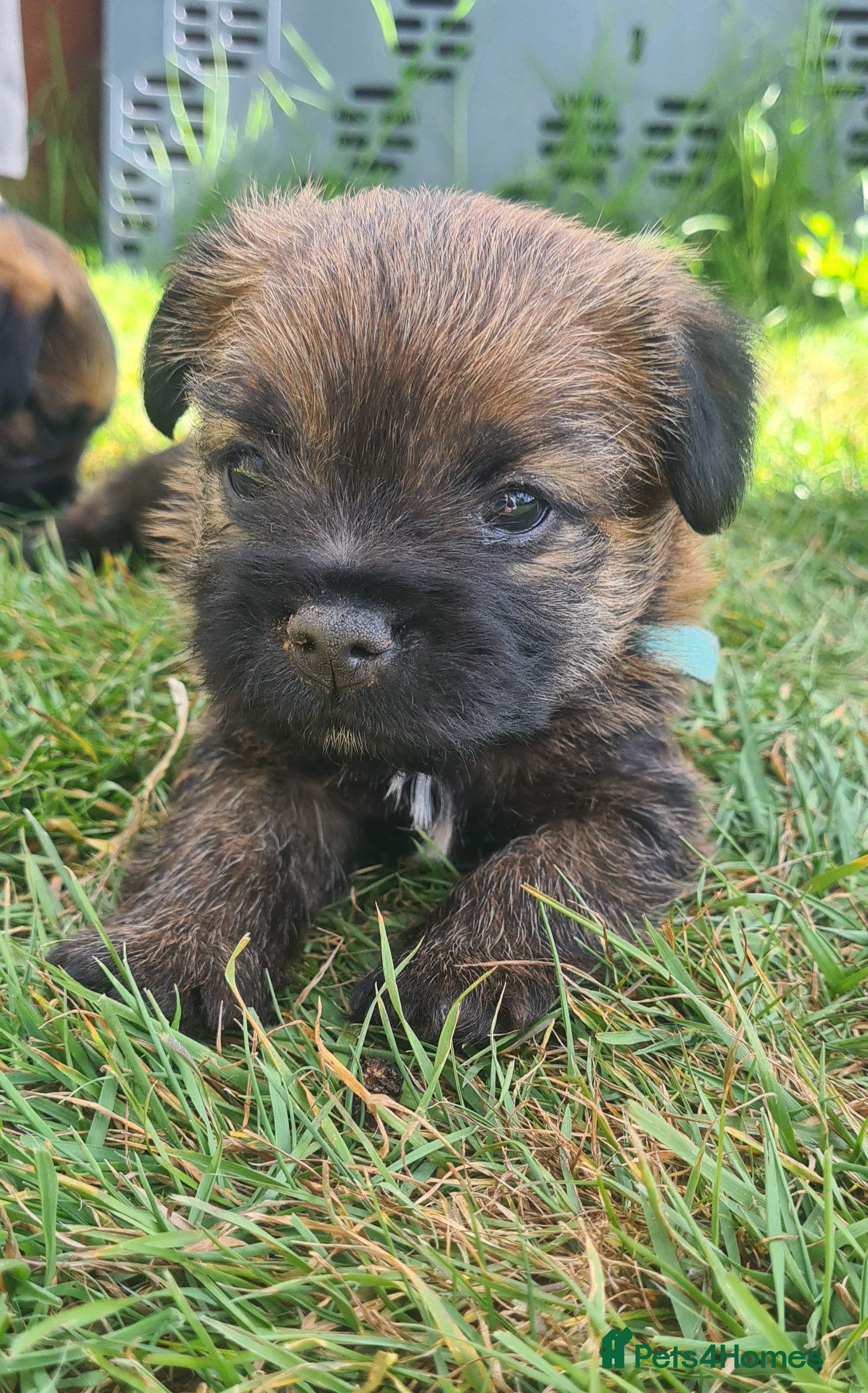 Border Terrier dogs for sale: Pedigree Border Terrier Puppies - Advert 7