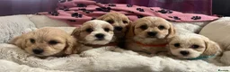 Cavachon dogs for sale: Cavachon puppies  - Advert 27