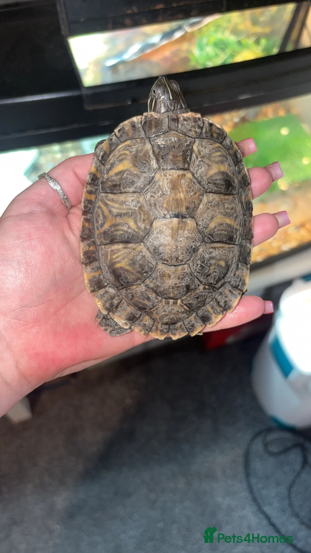 Turtle reptiles for sale: 2 turtles and tank setup + 2000ltr filter - Advert 5