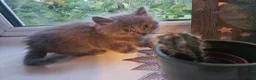 Mixed Breed cats for sale: Ragdoll x Blue short hair - Advert 3