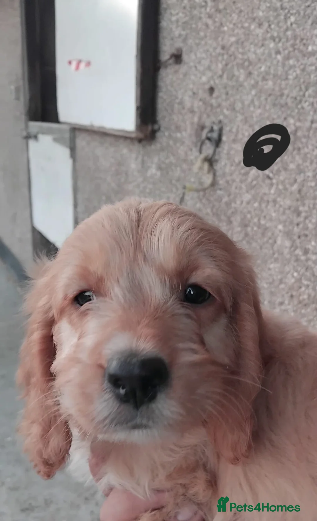 Cockapoo dogs for sale: Fantastic cockapoos  - Advert 7