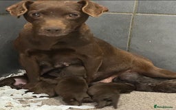 Patterdale Terrier dogs for sale: 5⭐️RATED LICENSED AND REGISTERED  - Image 1
