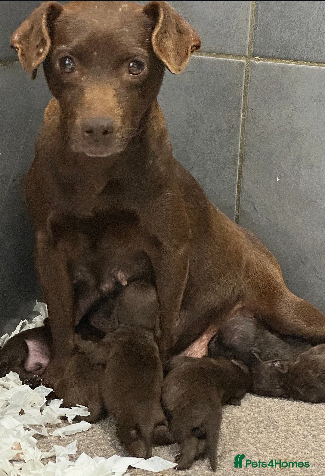 Patterdale Terrier dogs for sale: 5⭐️RATED LICENSED AND REGISTERED  - Image 1