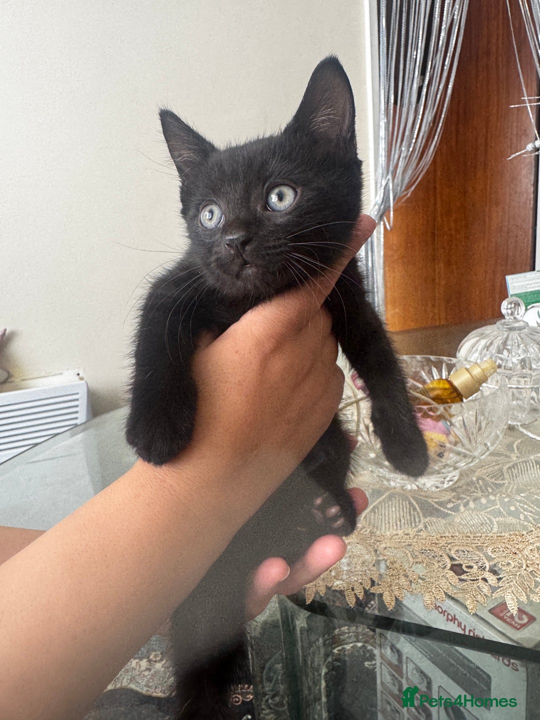American Shorthair cats for sale: Kittens - Image 14