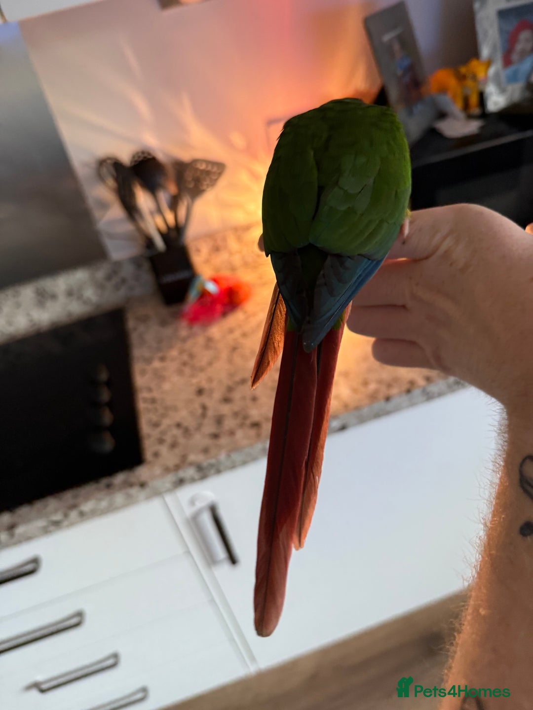 Conures birds for sale: Green cheek cross pineapple Conure  - Image 5