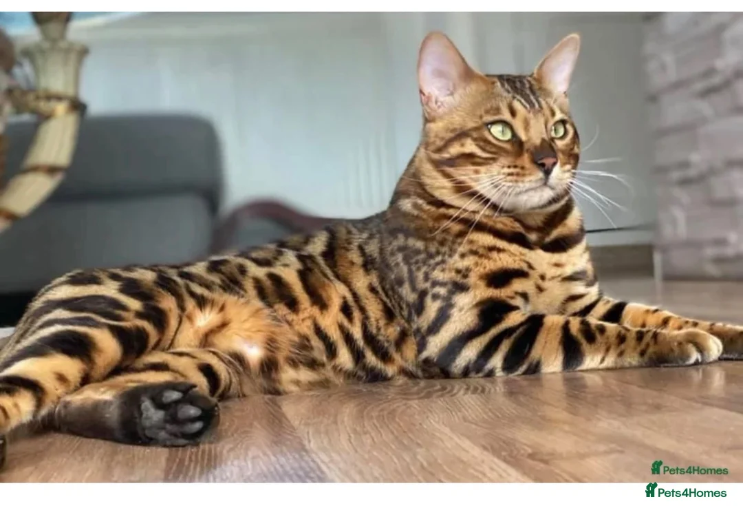 Bengal cats for sale: Male bengal   in Woodbridge - Advert 8