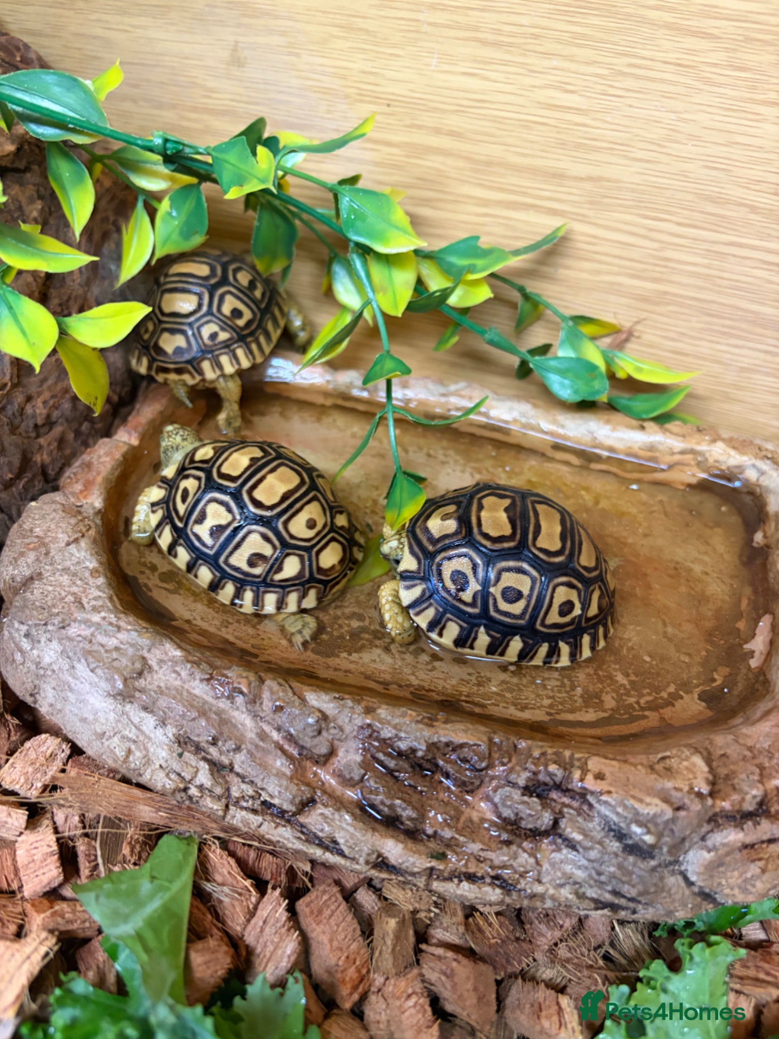 Tortoise reptiles for sale: Leopard Tortoise - Gorgeous Hatchlings  - Advert 15