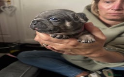 French Bulldog dogs for sale: Beautiful French bulldog puppies - Image 13