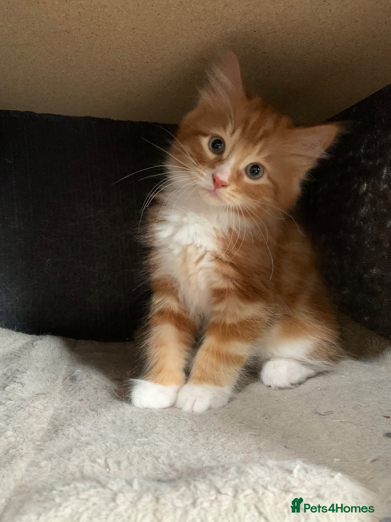 Mixed Breed cats Beautiful Kittens Ready For New Homes  - Advert 6