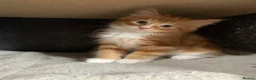 Mixed Breed cats for sale: 5 x Beautiful Fluffy Kittens Ready For New Homes  - Advert 1