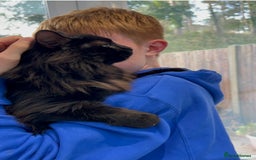 Maine Coon cats for sale: Maine coon cross male  - Advert 3