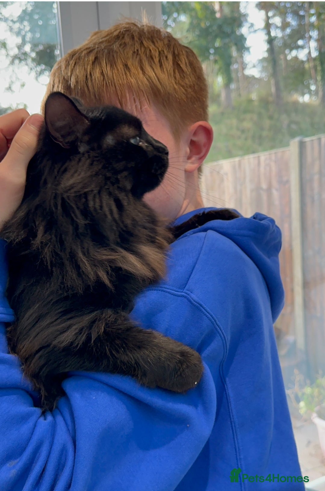 Maine Coon cats for sale: Maine coon cross male  - Advert 3