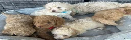 Jackapoo dogs for sale: Beautiful Jackapoos for sale  - Advert 10