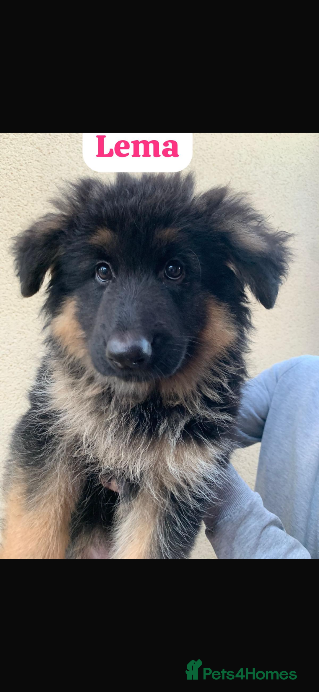 German Shepherd dogs for sale: KC reg GSD pups  - Image 6