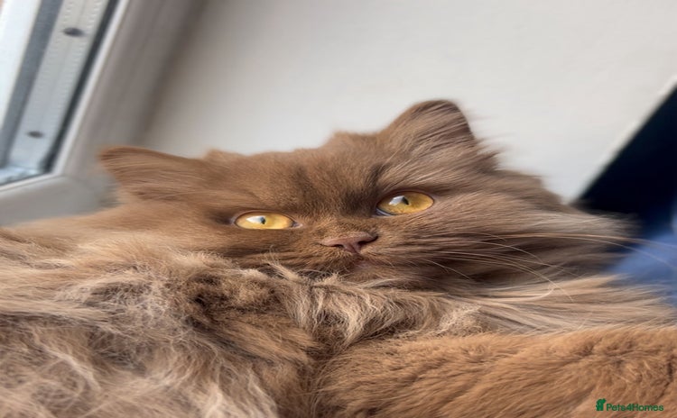 British Longhair cats Active Cinnamon Britishlong hair girl🤎 - Advert 7