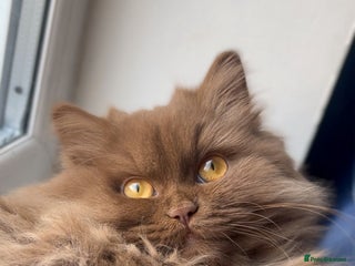 British Longhair cats Active Cinnamon Britishlong hair girl🤎 - Advert 1