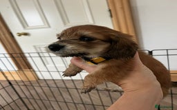 Miniature Dachshund dogs for sale: ADORABLE MINIATURE DACHSHUND PUPPIES - Image 6