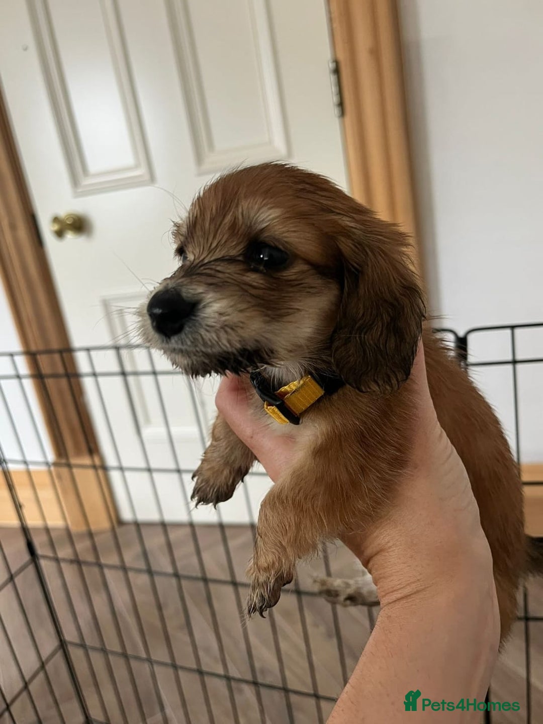 Miniature Dachshund dogs for sale: ADORABLE MINIATURE DACHSHUND PUPPIES - Image 6