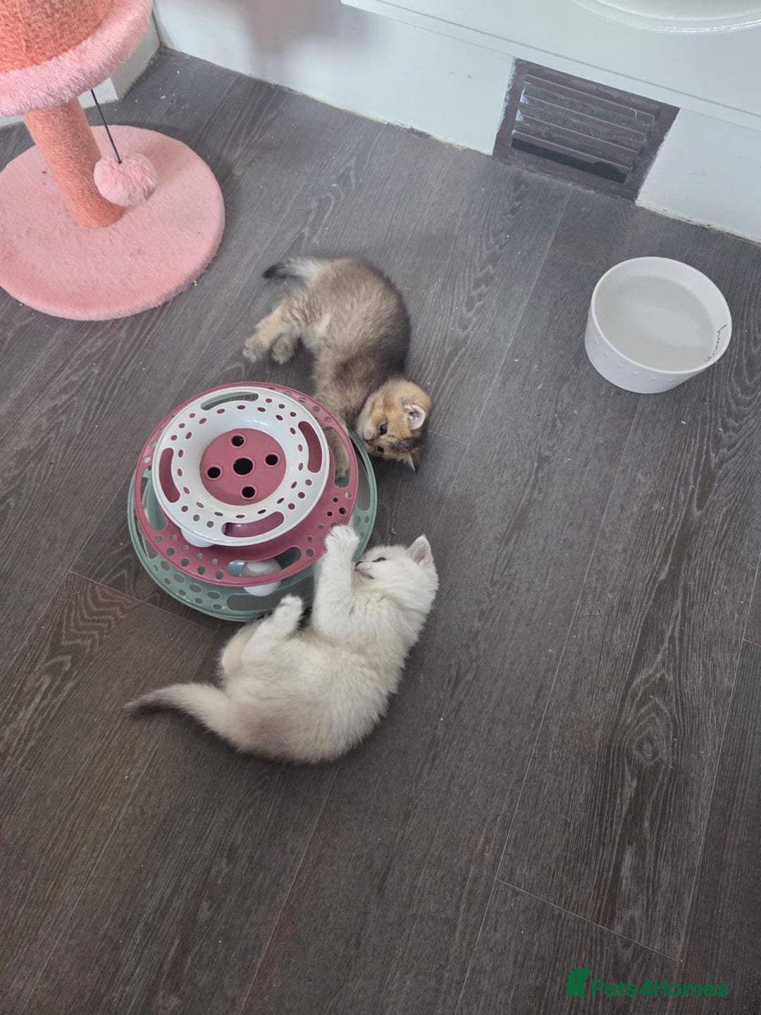 British Shorthair cats for sale: Beautiful 5 kittens  - Image 20